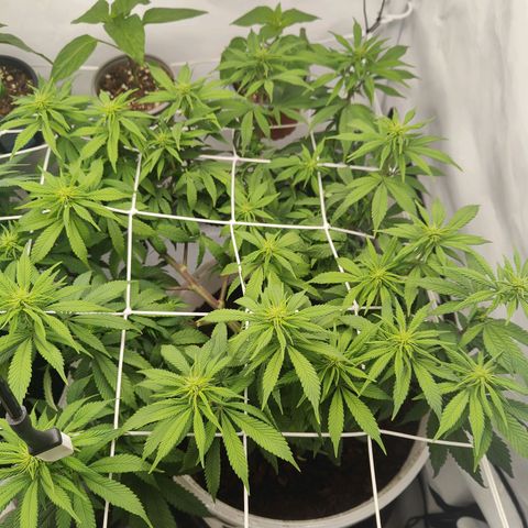Fenocan (FX-1) [Mit Plagron seedbooster] growlog timeline photo