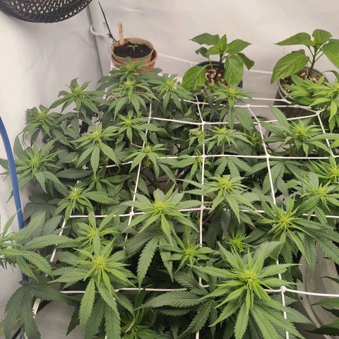Fenocan (FX-1) [Mit Plagron seedbooster] growlog timeline photo