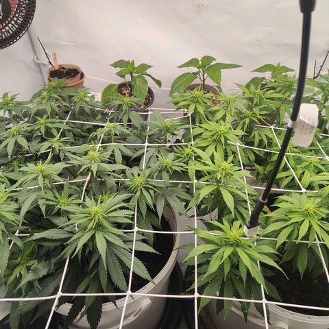Fenocan (FX-1) [Mit Plagron seedbooster] growlog timeline photo