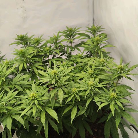 Fenocan (FX-1) [Mit Plagron seedbooster] growlog photo: Flowering beautiful