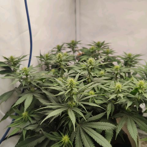Fenocan (FX-1) [Mit Plagron seedbooster] growlog photo: Flowering beautiful