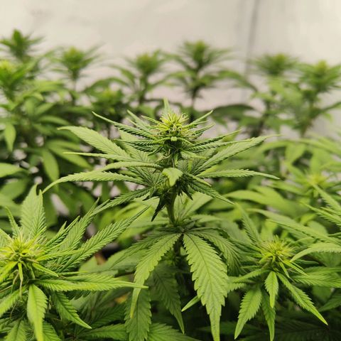 Fenocan (FX-1) [Mit Plagron seedbooster] growlog photo: Flowering beautiful