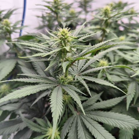 Fenocan (FX-1) [Mit Plagron seedbooster] growlog photo: Flowering beautiful