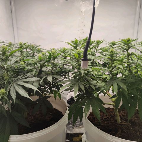 Fenocan (FX-1) [Mit Plagron seedbooster] growlog photo: Flowering beautiful