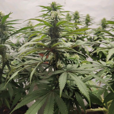 Fenocan (FX-1) [Mit Plagron seedbooster] growlog timeline photo