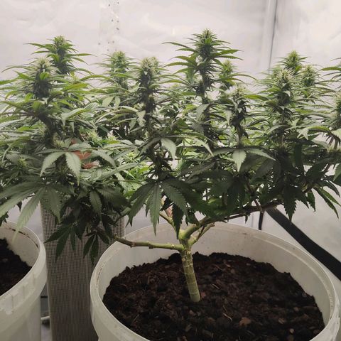 Fenocan (FX-1) [Mit Plagron seedbooster] growlog timeline photo