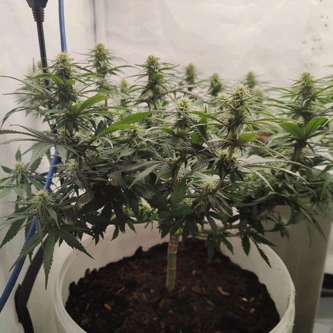 Fenocan (FX-1) [Mit Plagron seedbooster] growlog timeline photo