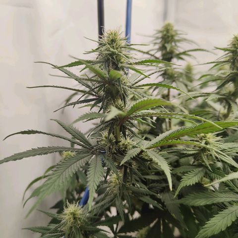 Fenocan (FX-1) [Mit Plagron seedbooster] growlog timeline photo