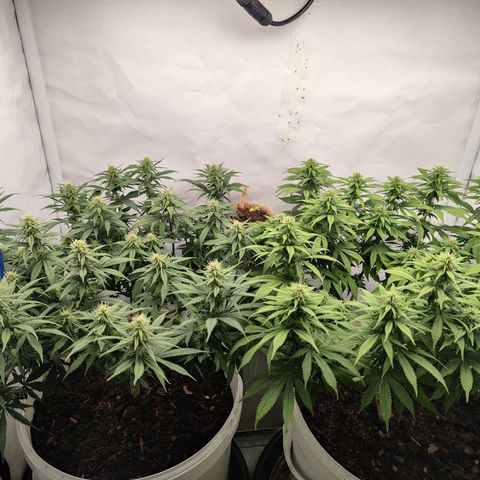 Fenocan (FX-1) [Mit Plagron seedbooster] growlog timeline photo