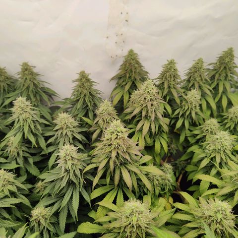 Fenocan (FX-1) [Mit Plagron seedbooster] growlog timeline photo