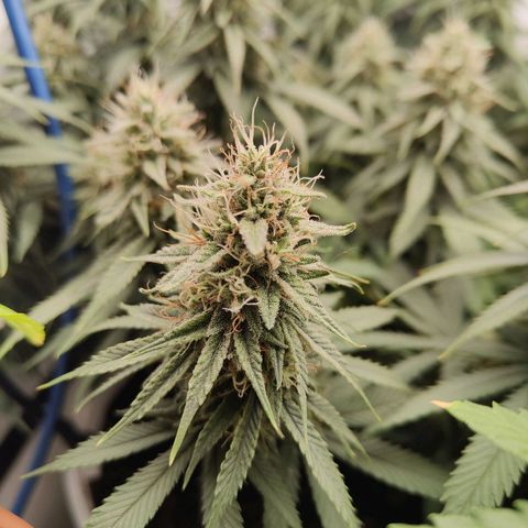 Fenocan (FX-1) [Mit Plagron seedbooster] growlog timeline photo