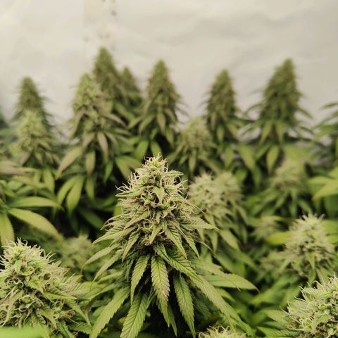Fenocan (FX-1) [Mit Plagron seedbooster] growlog timeline photo