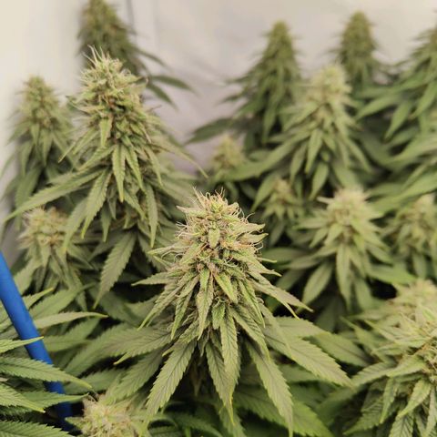 Fenocan (FX-1) [Mit Plagron seedbooster] growlog timeline photo