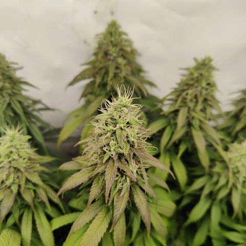 Fenocan (FX-1) [Mit Plagron seedbooster] growlog timeline photo