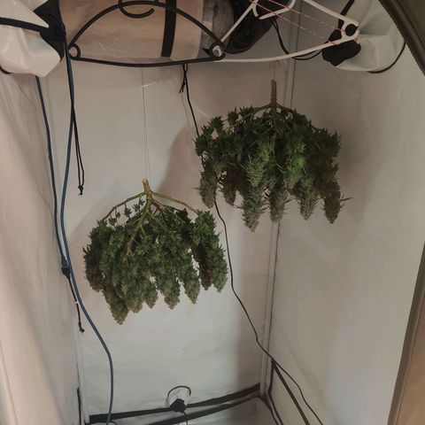 Fenocan (FX-1) [Mit Plagron seedbooster] growlog photo: Harvested start driing
