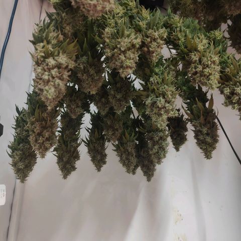 Fenocan (FX-1) [Mit Plagron seedbooster] growlog photo: Harvested start driing