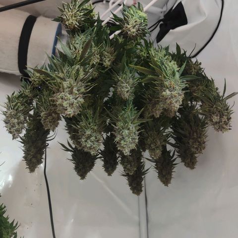 Fenocan (FX-1) [Mit Plagron seedbooster] growlog photo: Harvested start driing