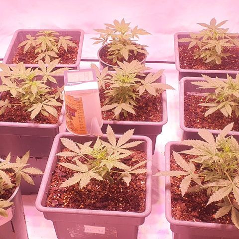 Ak-47 growlog timeline photo