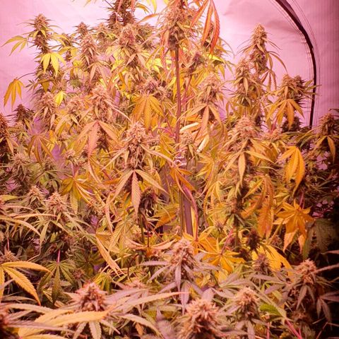 Ak-47 growlog timeline photo