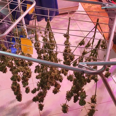 Ak-47 growlog timeline photo