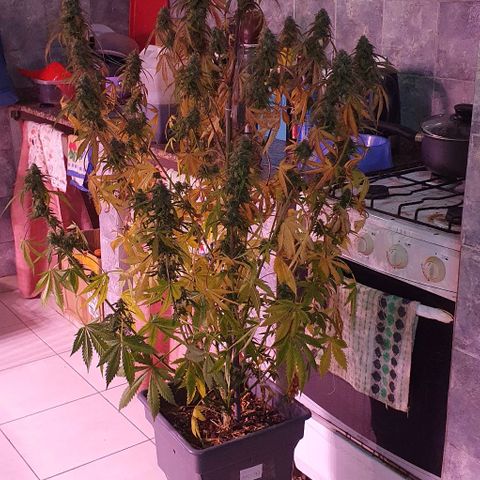 Ak-47 growlog timeline photo