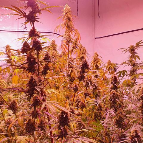 Ak-47 growlog timeline photo