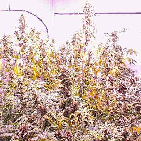 Ak-47 growlog timeline photo