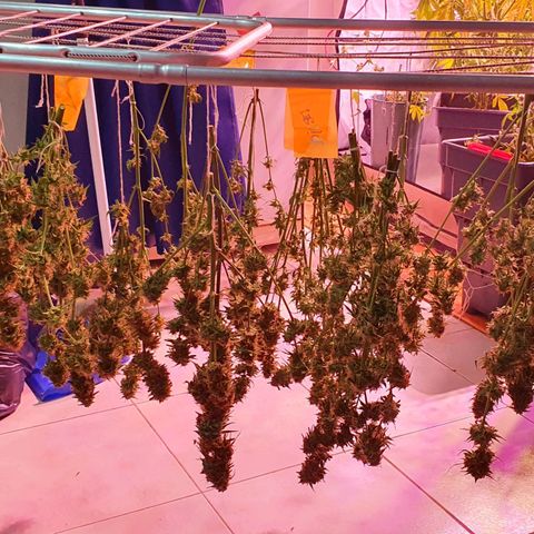Ak-47 growlog timeline photo