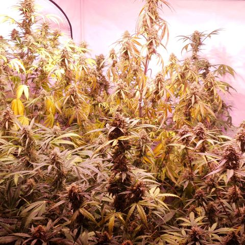 Ak-47 growlog timeline photo