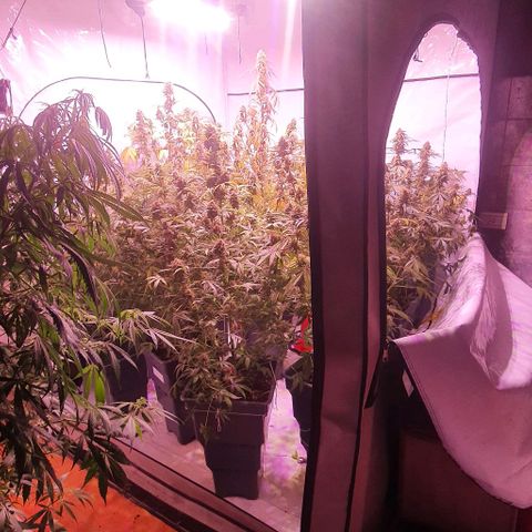 Ak-47 growlog timeline photo