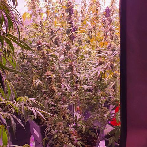 Ak-47 growlog timeline photo
