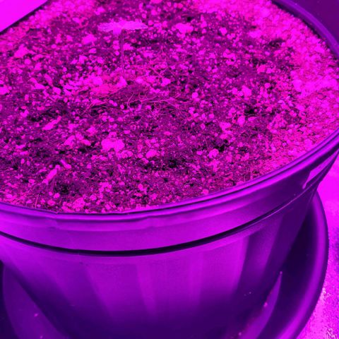 White Widow Coastal Mary #1 growlog timeline photo