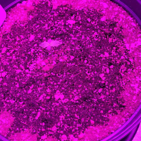 White Widow Coastal Mary #1 growlog timeline photo