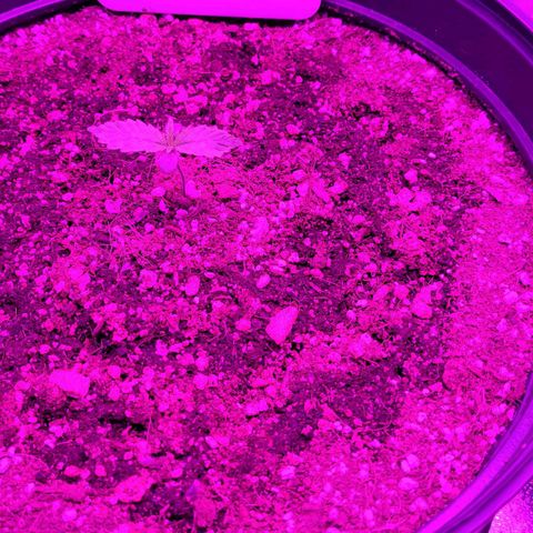 White Widow Coastal Mary #1 growlog photo: Mm