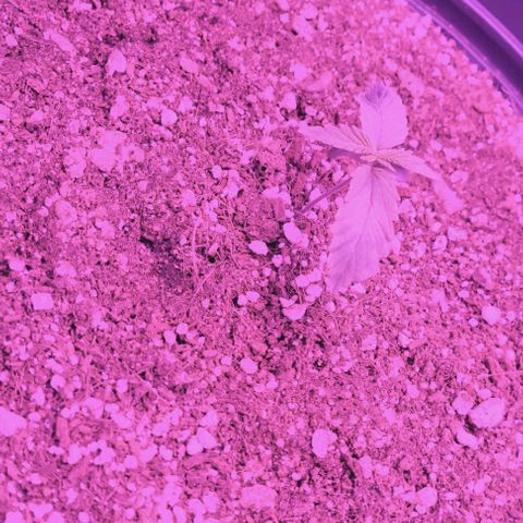 White Widow Coastal Mary #1 growlog timeline photo