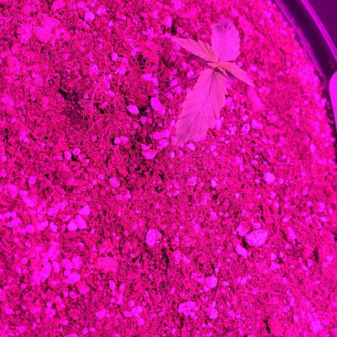 White Widow Coastal Mary #1 growlog timeline photo