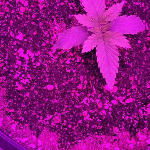 White Widow Coastal Mary #1 growlog timeline photo