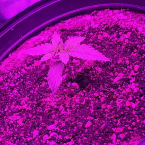 White Widow Coastal Mary #1 growlog timeline photo