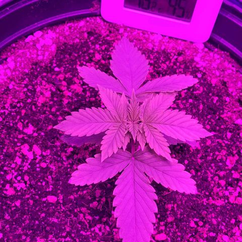 White Widow Coastal Mary #1 growlog timeline photo