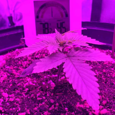 White Widow Coastal Mary #1 growlog timeline photo