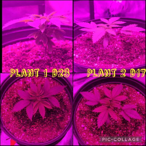 White Widow Coastal Mary #1 growlog photo: Evening pics