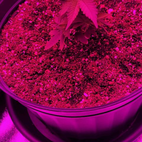 White Widow Coastal Mary #1 growlog photo: Day 27