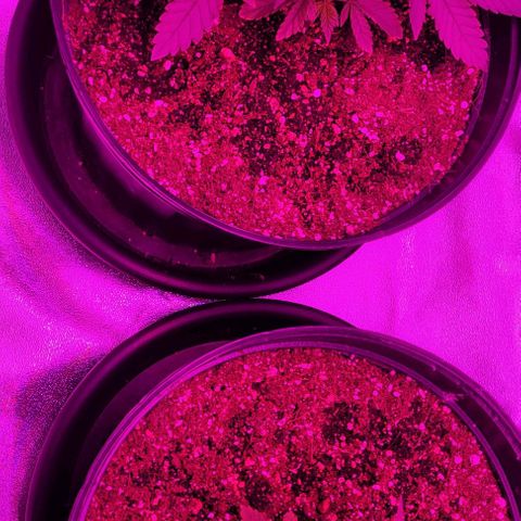 White Widow Coastal Mary #1 growlog photo: Both 