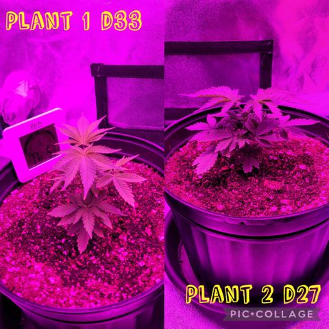 White Widow Coastal Mary #1 growlog photo: P1 d33, p2 d27