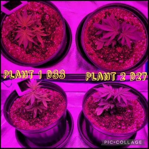 White Widow Coastal Mary #1 growlog photo: P1 d33, p2 d27