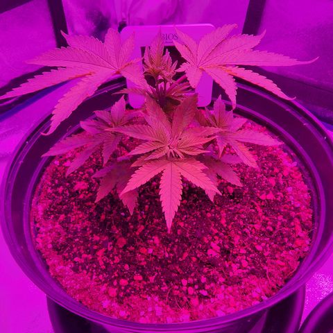 White Widow Coastal Mary #1 growlog photo: P1 day 40, plant 2 34