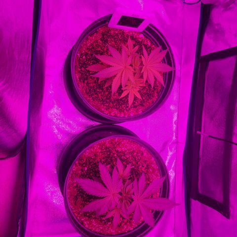 White Widow Coastal Mary #1 growlog photo: P1 day 40, plant 2 34