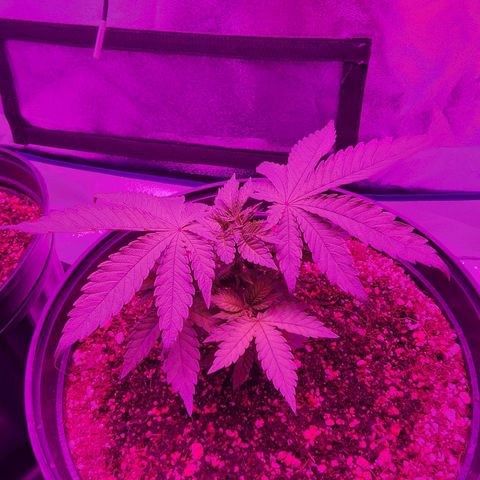 White Widow Coastal Mary #1 growlog photo: P1 day 40, plant 2 34
