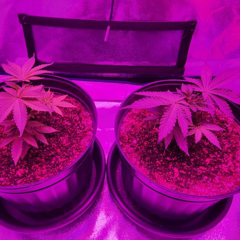 White Widow Coastal Mary #1 growlog photo: P1 day 40, plant 2 34