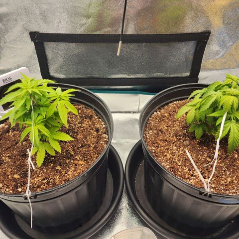 White Widow Coastal Mary #1 growlog photo: P1 d49
P2 d43
